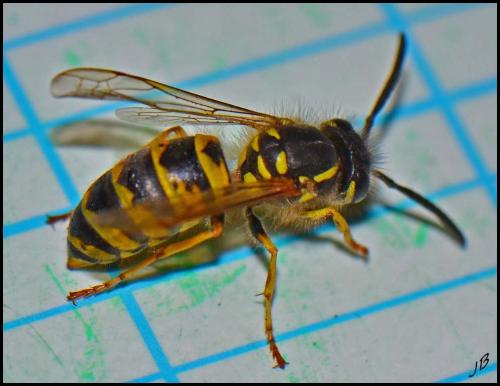 Réf. 190 653 : Vespula vulgaris
